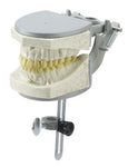 Dental X-Ray Education Model Radio-Opaque, fits manikin