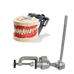 Dental Typodont Mounting Pole for Anatomy Model, Works with Columbia, Nissin, Kilgore