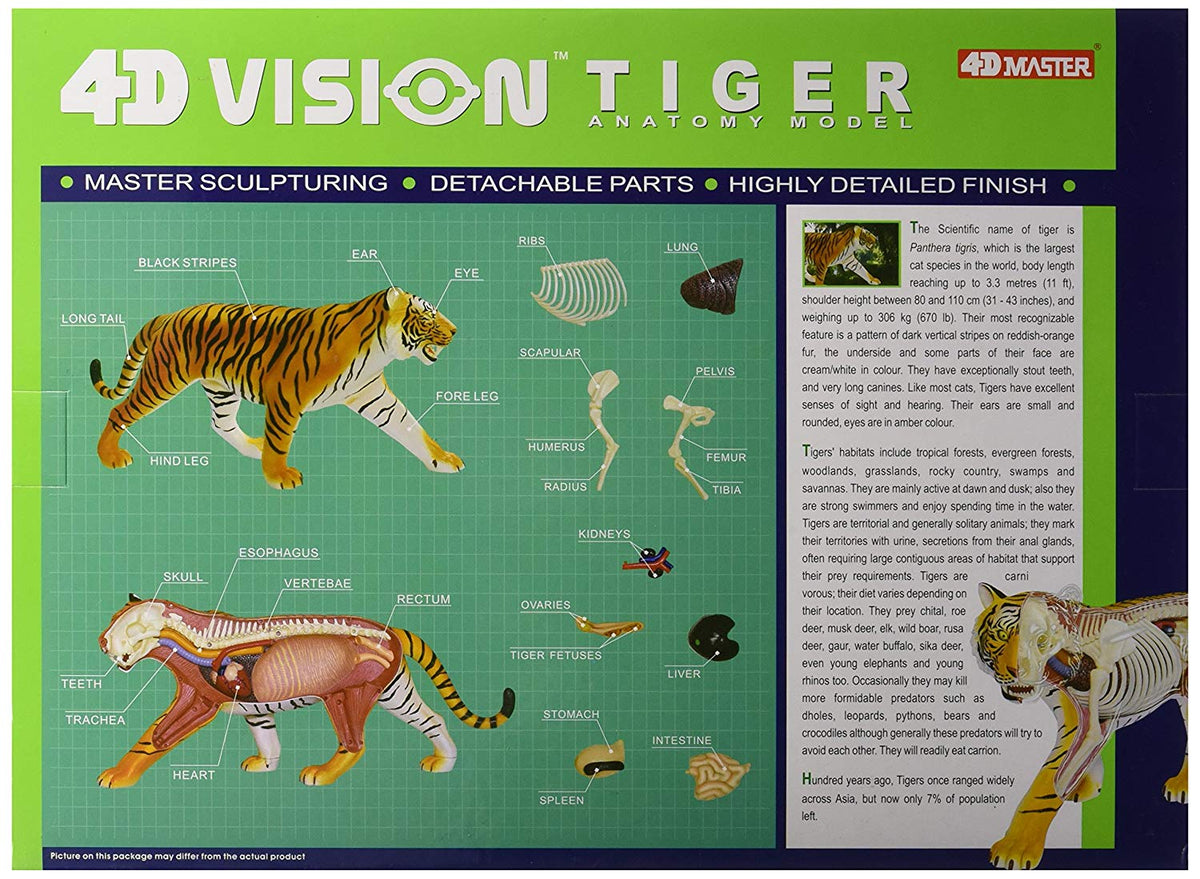 Modèle d'Anatomie du Tigre Blanc avec Vision 4D pour Enfant, Crâne