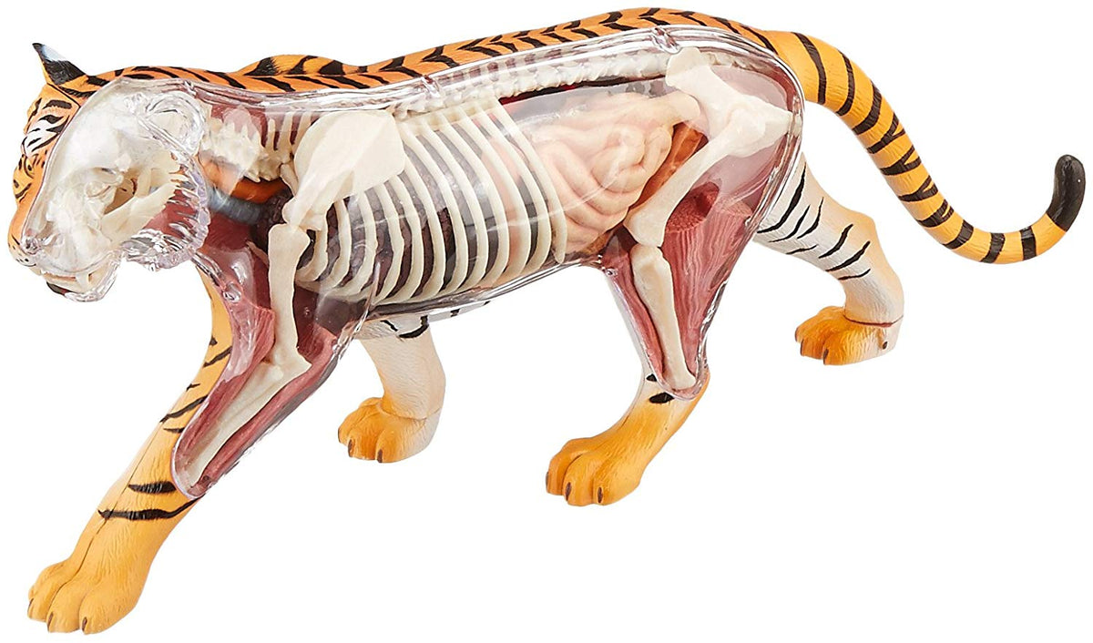 Modèle d'Anatomie du Tigre Blanc avec Vision 4D pour Enfant, Crâne