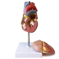 Life-size Human 2-Part Heart Anatomy Model