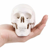 Human Mini Skull Model Medical Anatomy Head Bone Small Size