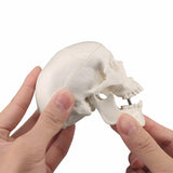 Human Mini Skull Model Medical Anatomy Head Bone Small Size