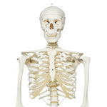 Stan Skeleton On Pelvic Stand Standard Anatomy Model