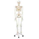 Stan Skeleton On Pelvic Stand Standard Anatomy Model