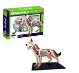 4D Vision Dog Educational Anatomy Model Veterinary Teaching