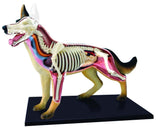 Dog Educational Anatomy Model