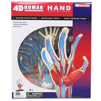 4D Human Anatomy Hand Model Science Teaching Tools