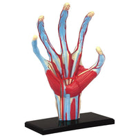 Anatomy Model Human Hand