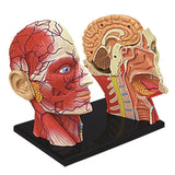 4D Human Head Skull Brain Anatomy Model Medical Science Lab School Learn