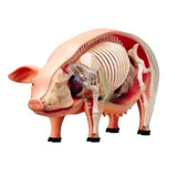 4D Vision Pig Anatomy Model, One Color Model Veterinary Teaching