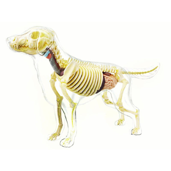 4D Vision Full Skeleton Dog Anatomy Model