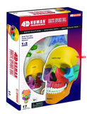 4D Puzzle Anatomical Didactic Exploded Beauchene Skull Color Human 1:2 Anatomy