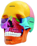 4D Puzzle Anatomy Human Skull