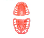 Dental Gingival Set, upper and lower for Typodont 200, Kilgore brand