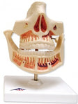 Adult Denture Lower Jaw Movable Dental Model