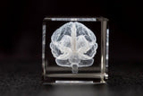 Anatomy Crystal Brain 1lb, Anatomy Teaching Decoration Brain Model Science