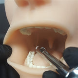 Oral Anesthesia Dental Model Manikin Trainer with Light and Sound Sensors