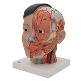 Human Antomical Asian Deluxe Head With Neck Model, 4 Part