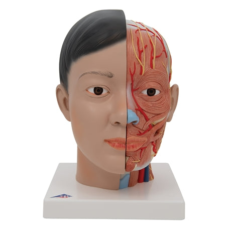 Human Antomical Asian Deluxe Head With Neck Model, 4 Part