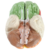 Axis Scientific Life-Size Regional 2-Part Anatomy Human Brain