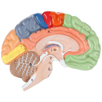 Axis Scientific Life-Size Regional 2-Part Anatomy Human Brain