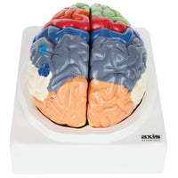 Human Life-Size Anatomy Brain Model