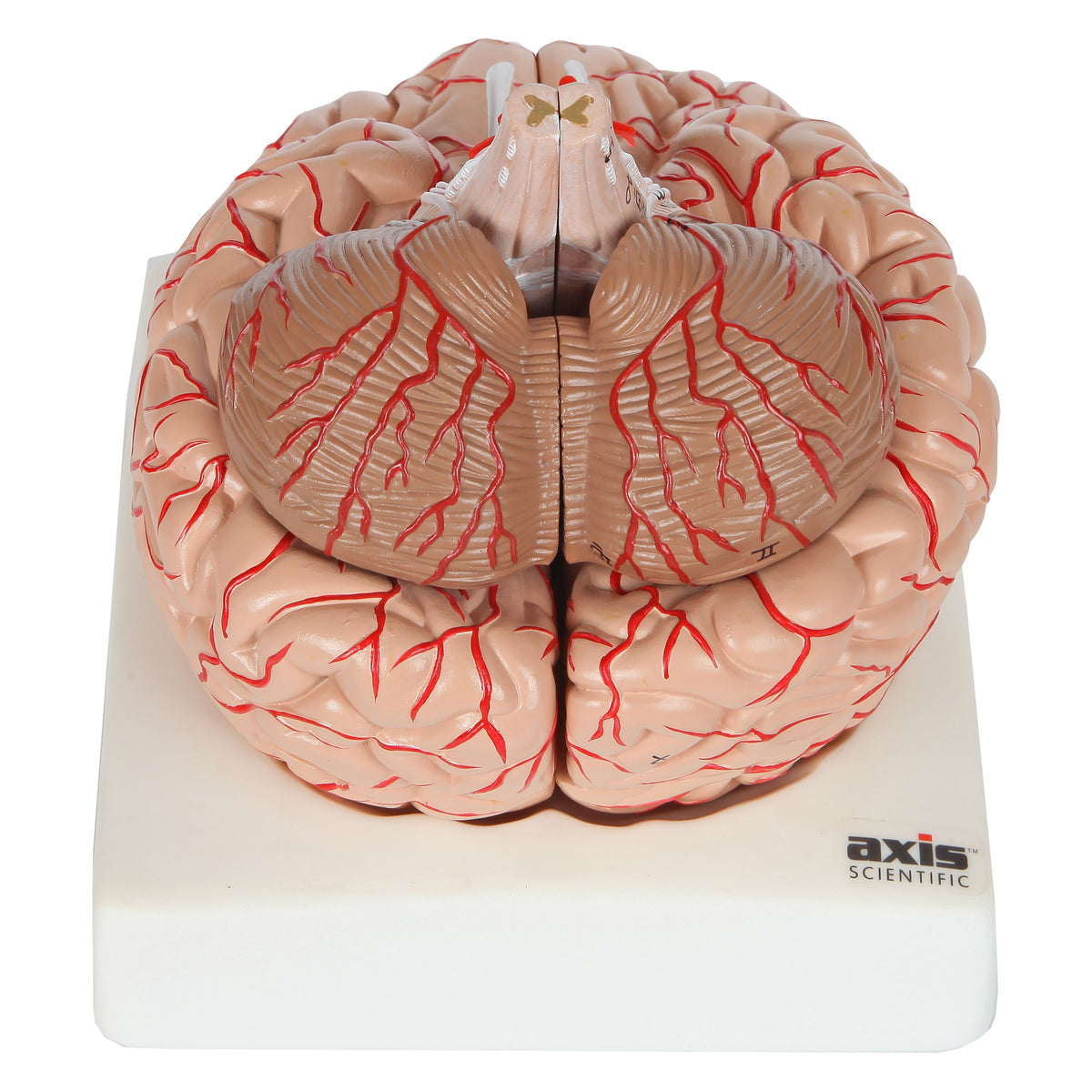 Axis Scientific 8-Part Deluxe Human Brain Anatomy Model with Arteries ...