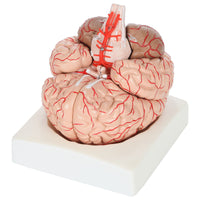 Axis Scientific 8-Part Deluxe Human Brain Anatomy Model with Arteries