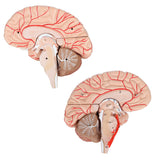 Axis Scientific 8-Part Deluxe Human Brain Anatomy Model with Arteries