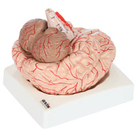 Axis Scientific 8-Part Deluxe Human Brain Anatomical Model with Arteries