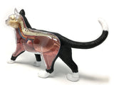 4D Vision Cat Educational Anatomy Model Veterinary