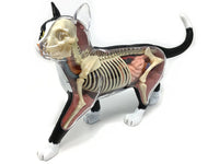 Cat Veterinary Education Anatomy Model