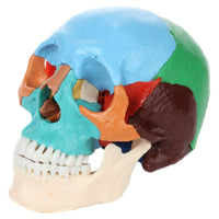 Axis Scientific 22 Part Human Skull Osteopathic Didactic Model