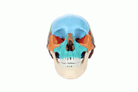 Axis Scientific 22 Part Human Skull Osteopathic Didactic Model