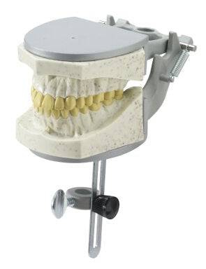 Dental X-Ray Education Model Radio-Opaque, fits manikin