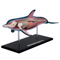 Dolphin 4D Veterinary Marine Life Model