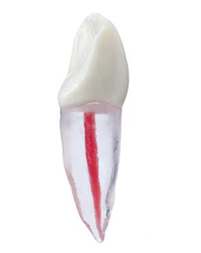 Dental Endodontic Tooth With Root For Endodontic Practice #11