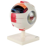 Anatomical Human Eye with Orbit Model 7-Part Eye (5x Life Size)