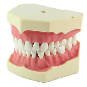 Dental Model Anatomy Typodont Type Frasaco Model FG3