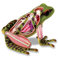 4D Vision Frog Model Figurine