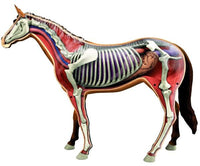 Horse Veterinary Anatomy Model 