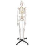 Life Size Human Anatomical Anatomy Skeleton Medical Model and Stand 70.8"