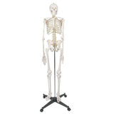 Life Size Human Anatomical Anatomy Skeleton Medical Model and Stand 70.8"