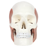 Axis Scientific Human Skull Model with Masticatory Muscles