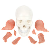 Axis Scientific Human Skull Model with Masticatory Muscles