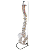 Human Anatomy Spine Chiropractic Model