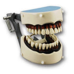 Articulated Dental Hygiene Dentoform with Soft Gingival Insert