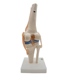 Life Size Anatomical Medical Knee Joint Human with Ligaments Model