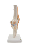 Life Size Anatomical Medical Knee Joint Human with Ligaments Model
